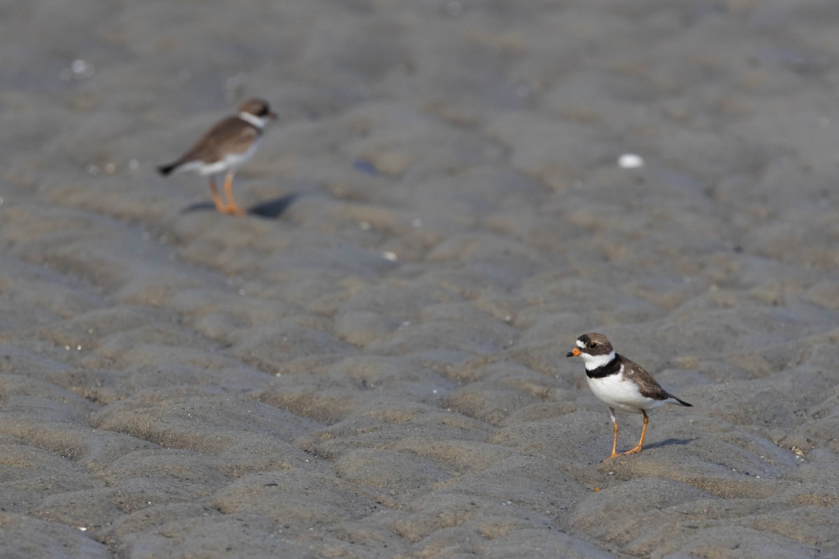 Semipalmated Plover - ML594123511