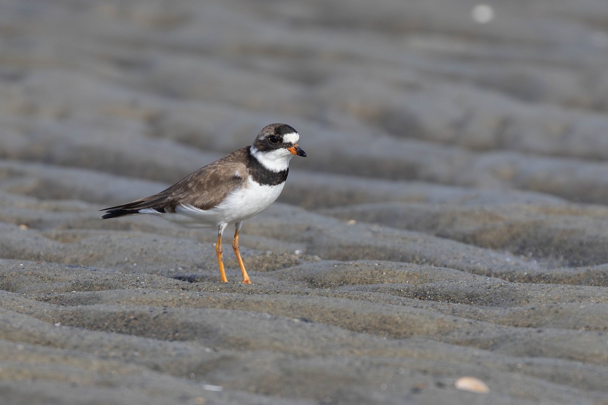 Semipalmated Plover - ML594123521