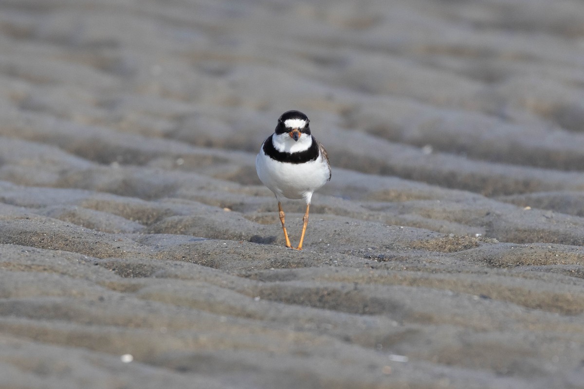 Semipalmated Plover - ML594123531