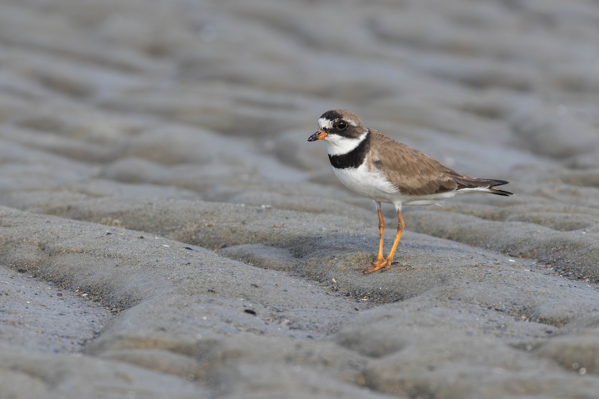 Semipalmated Plover - ML594123541