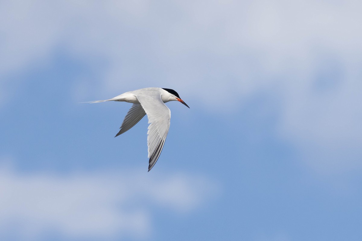 Roseate Tern - Alex Lamoreaux