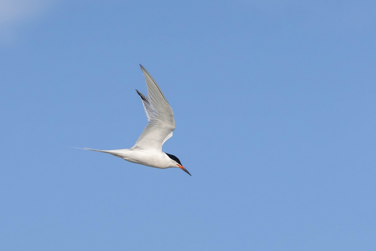 Roseate Tern - ML594123781