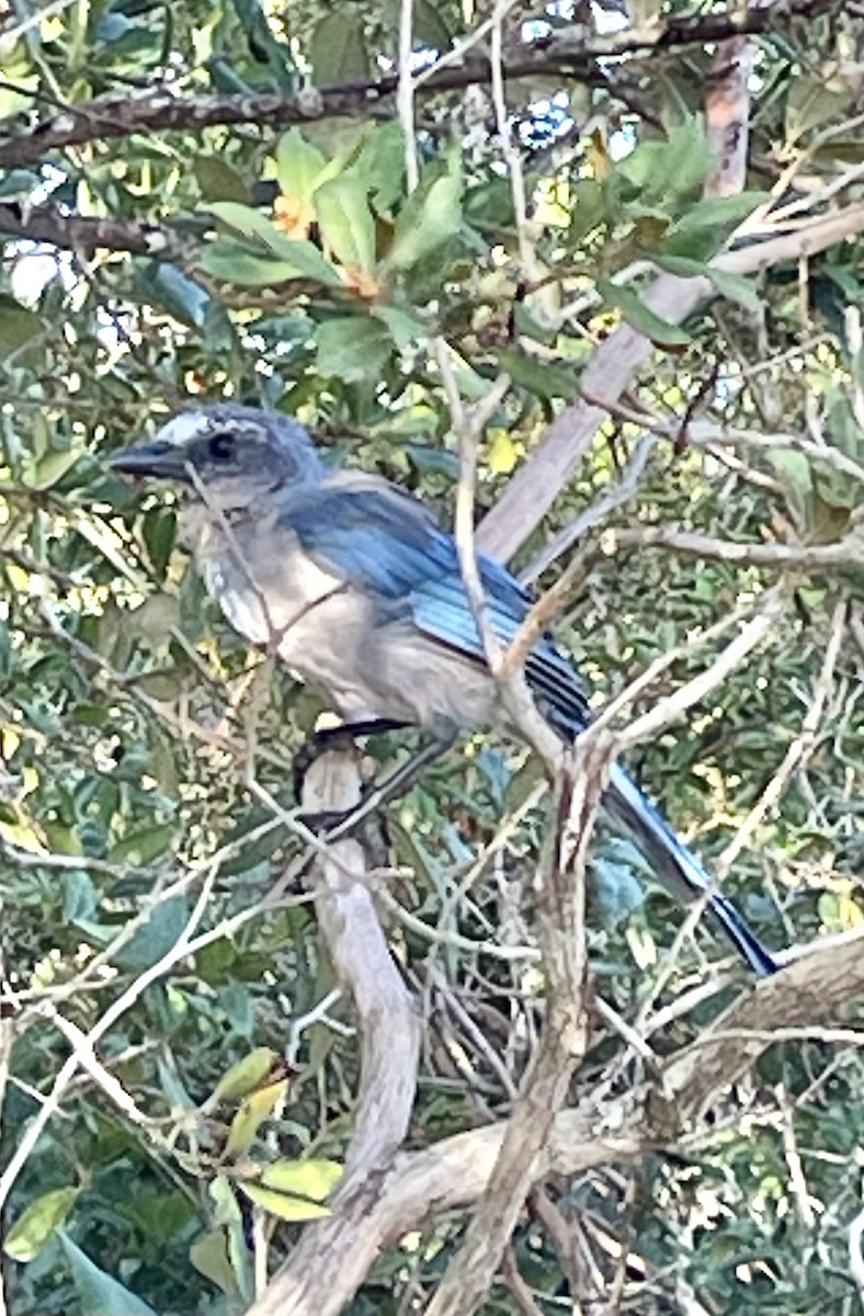 Florida Scrub-Jay - Chuck Honaker