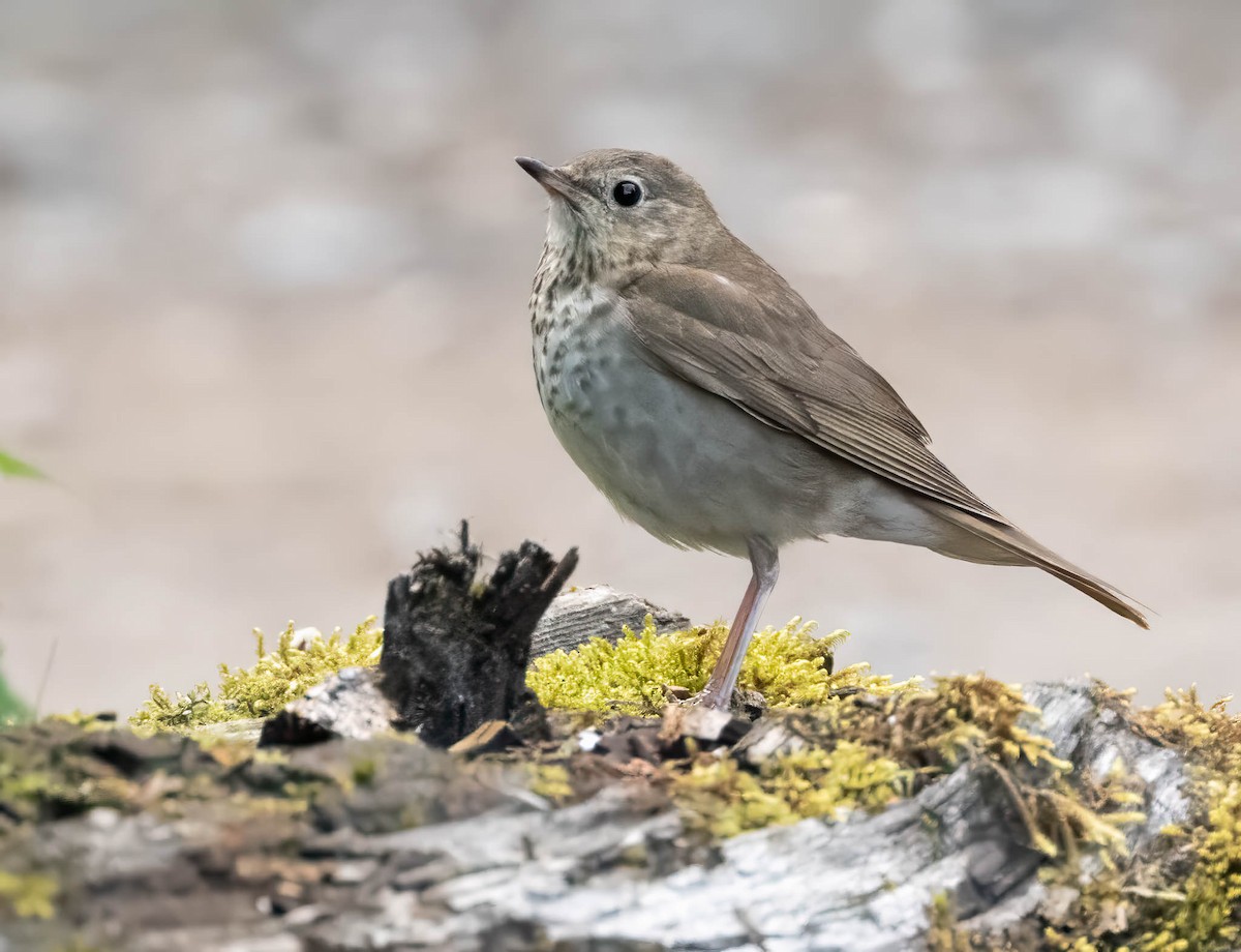 Gray-cheeked Thrush - ML594125451