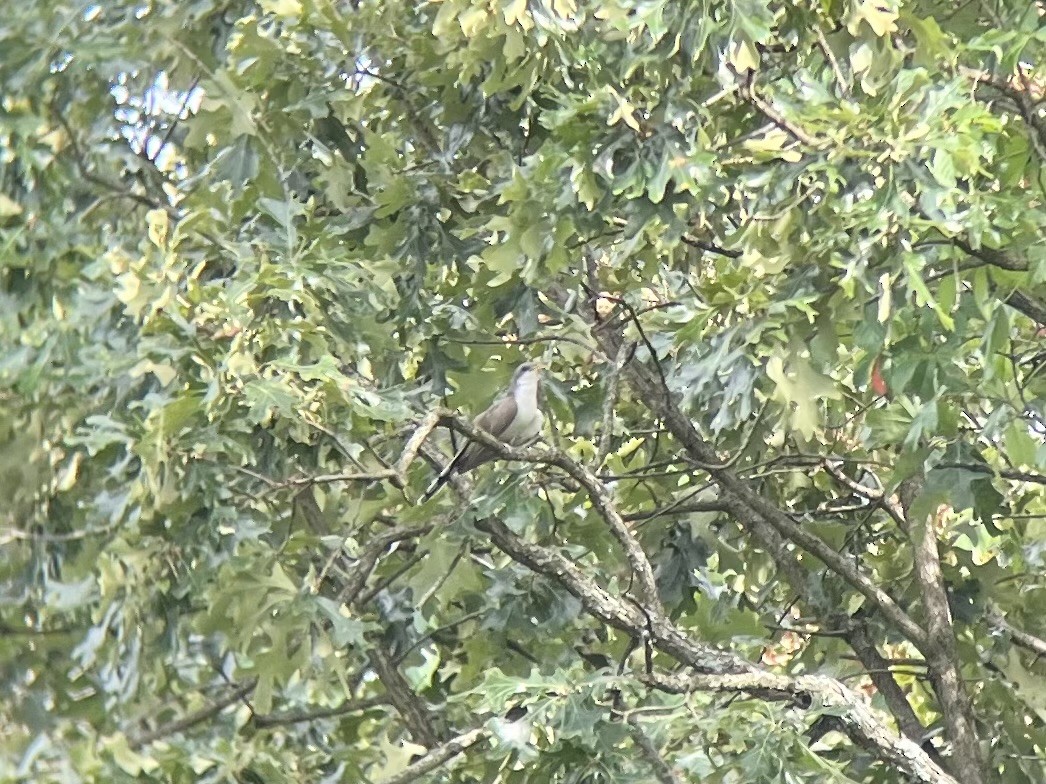 Yellow-billed Cuckoo - ML594125641