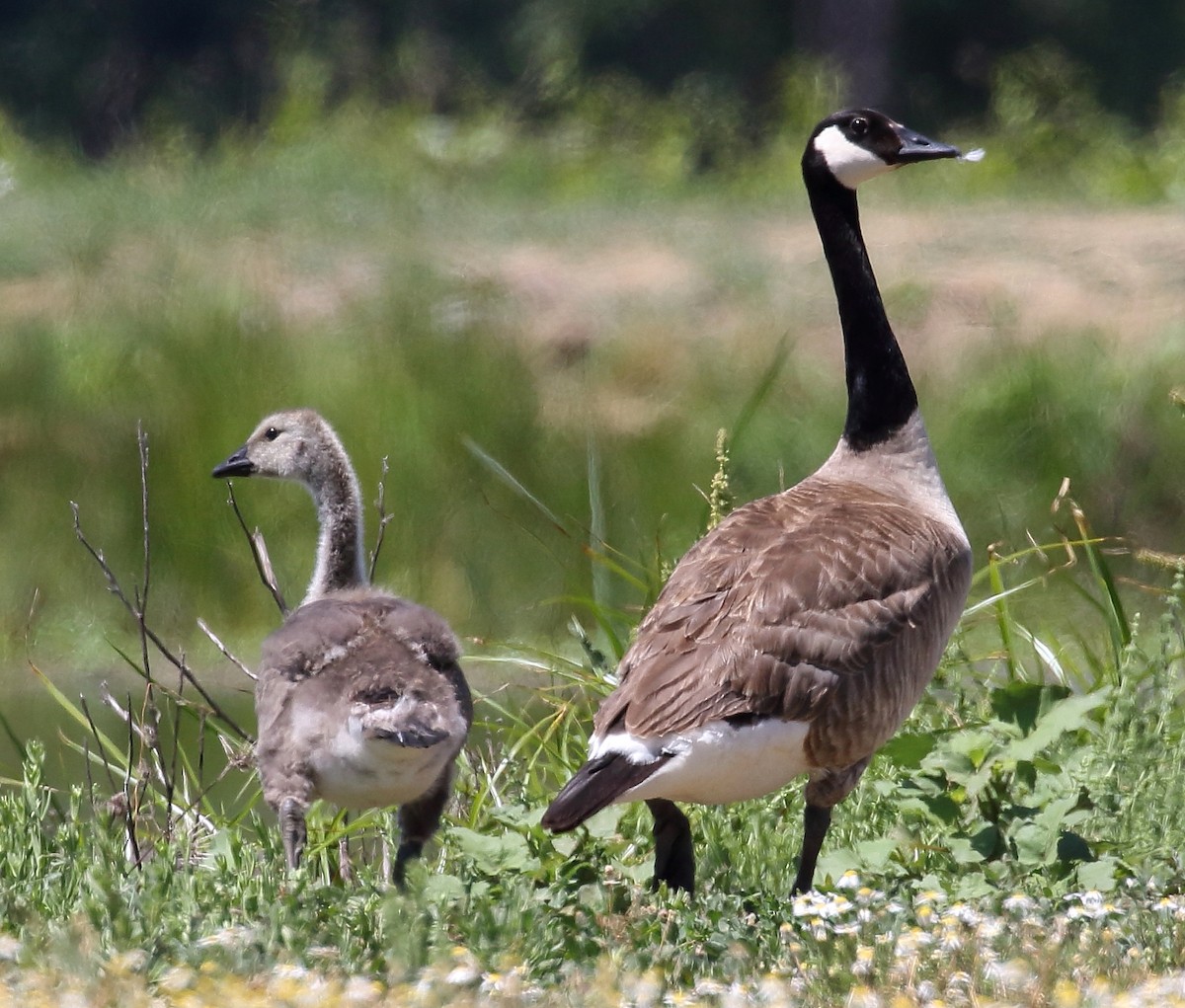 Canada Goose - Kent Leland