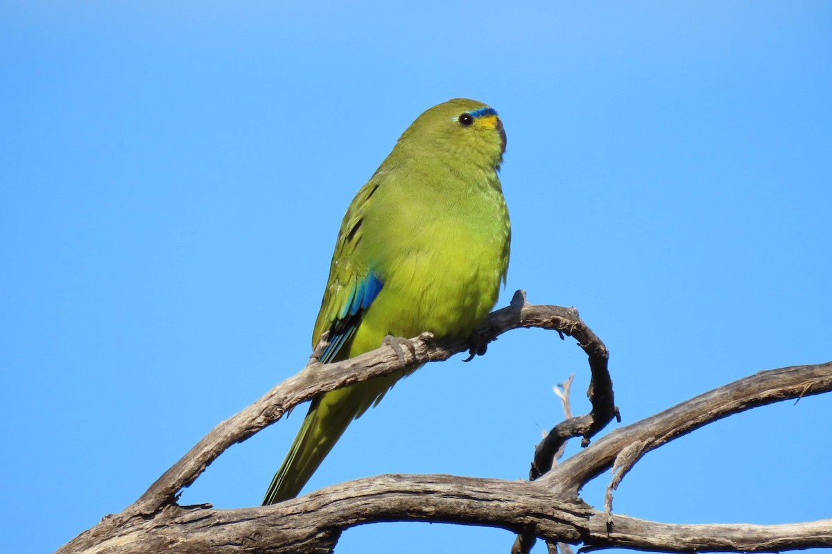 Elegant Parrot - ML594126271