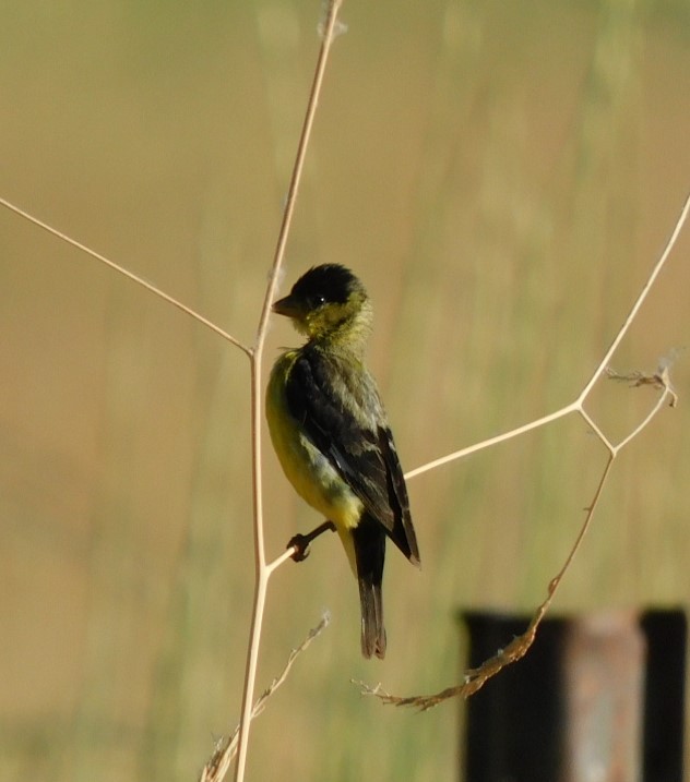Lesser Goldfinch - ML594127471