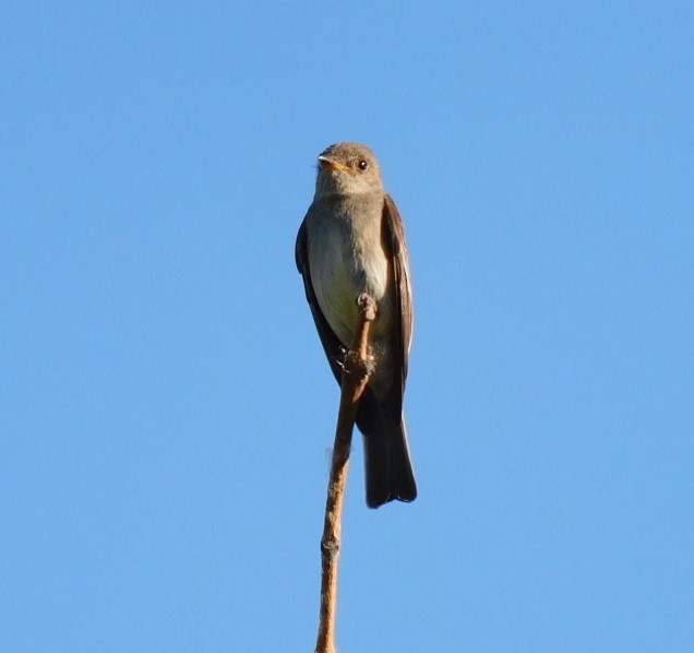 Western Wood-Pewee - ML594127581