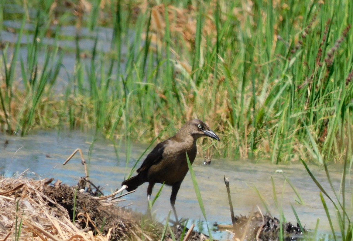 Great-tailed Grackle - ML594128061