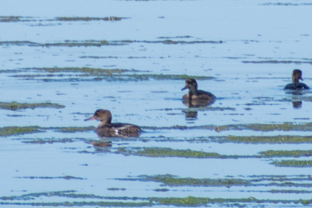 Hooded Merganser - ML594128301