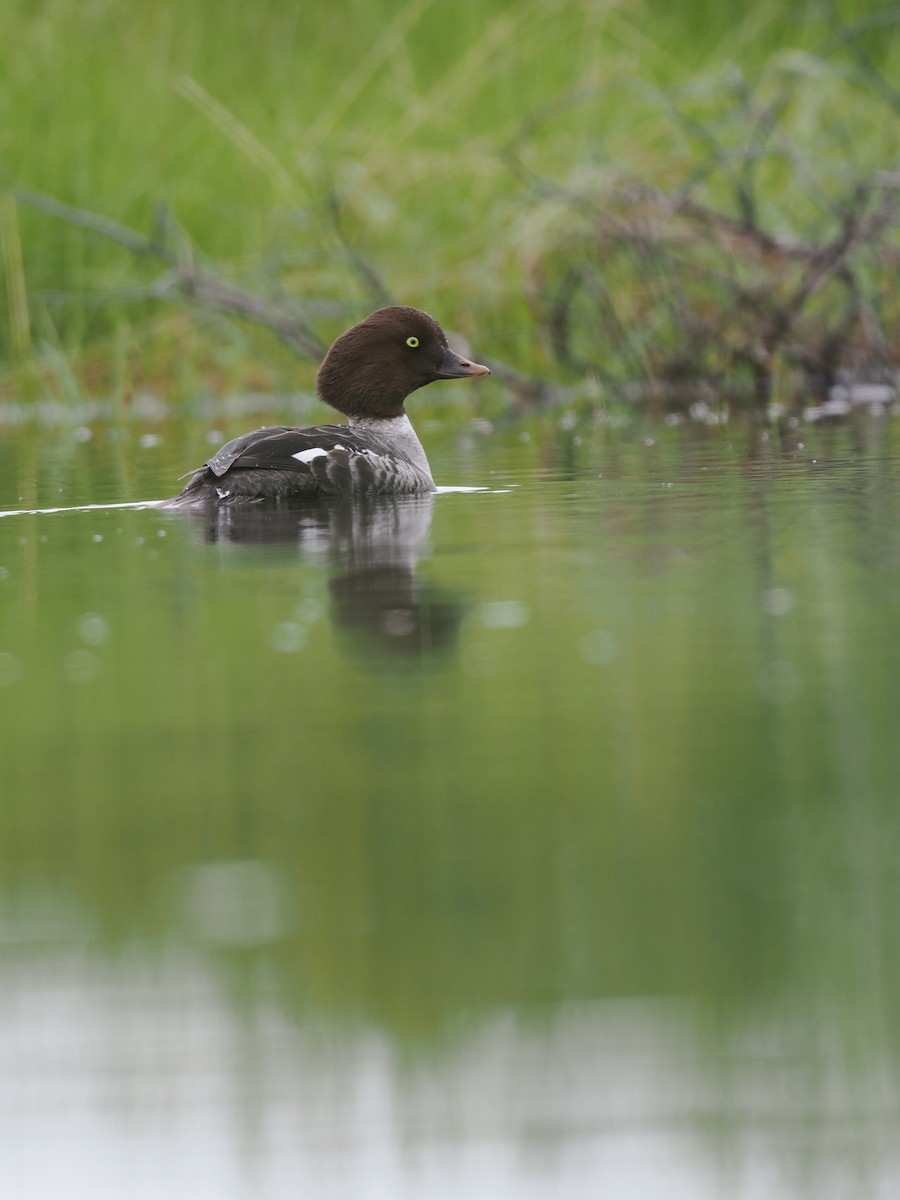 Barrow's Goldeneye - ML594129131