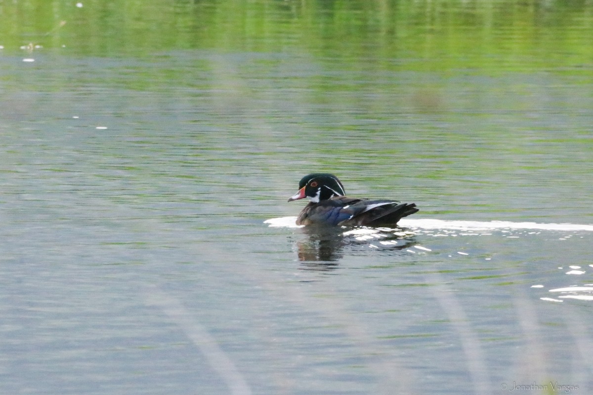 Wood Duck - ML594129411