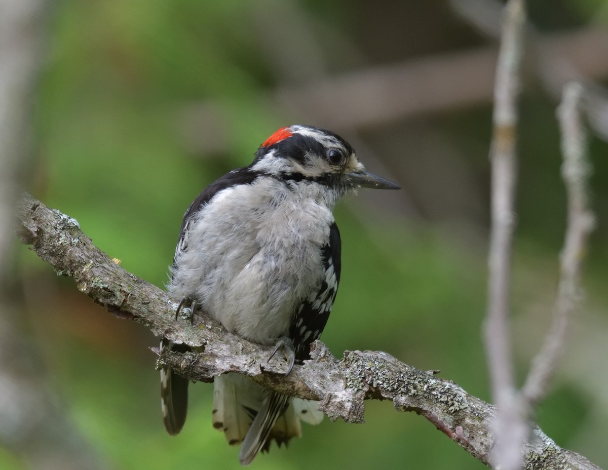 Downy Woodpecker - ML594129691