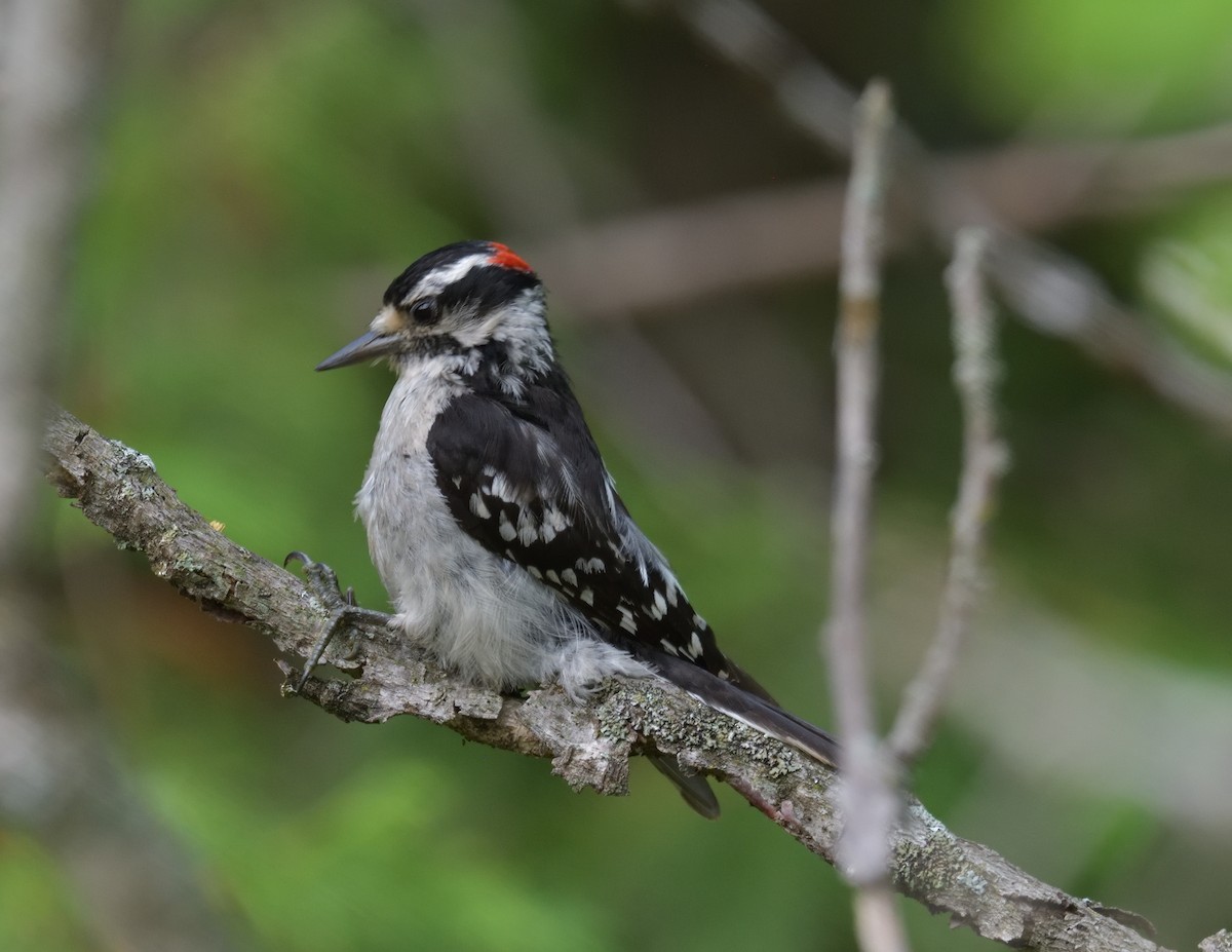 Downy Woodpecker - ML594129701