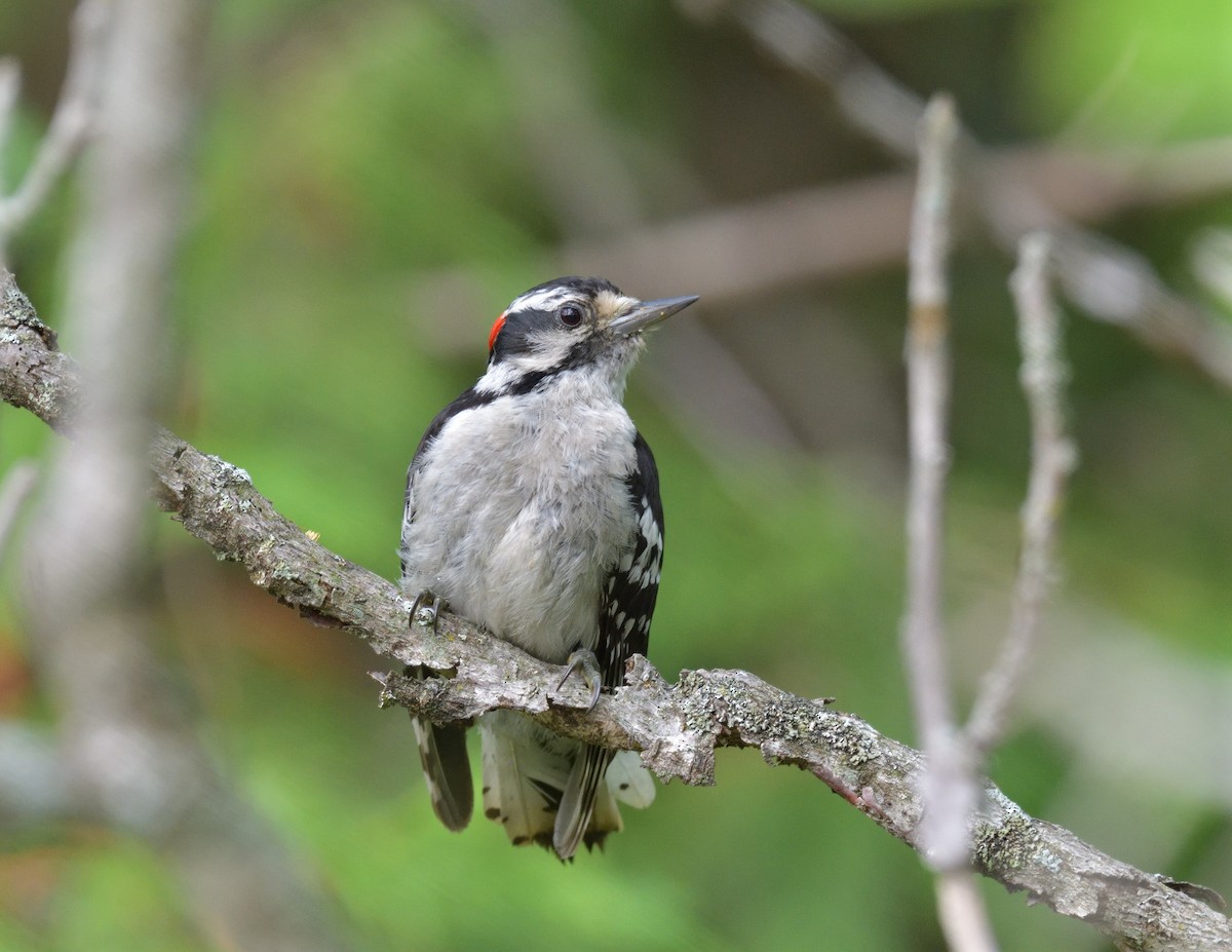 Downy Woodpecker - ML594129731
