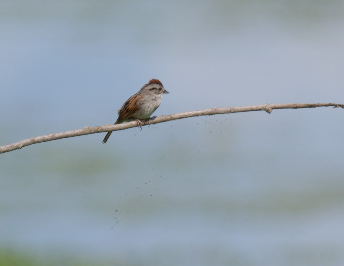 Swamp Sparrow - ML594130221