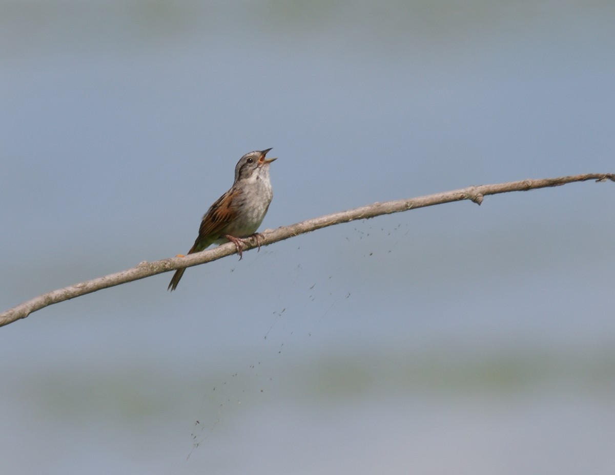 Swamp Sparrow - ML594130241