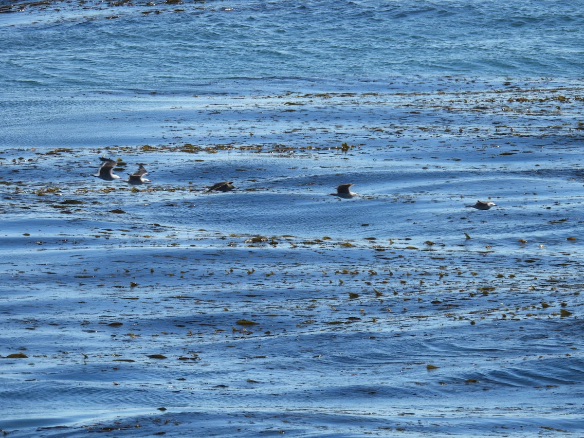 Gaviota Mexicana - ML594130401