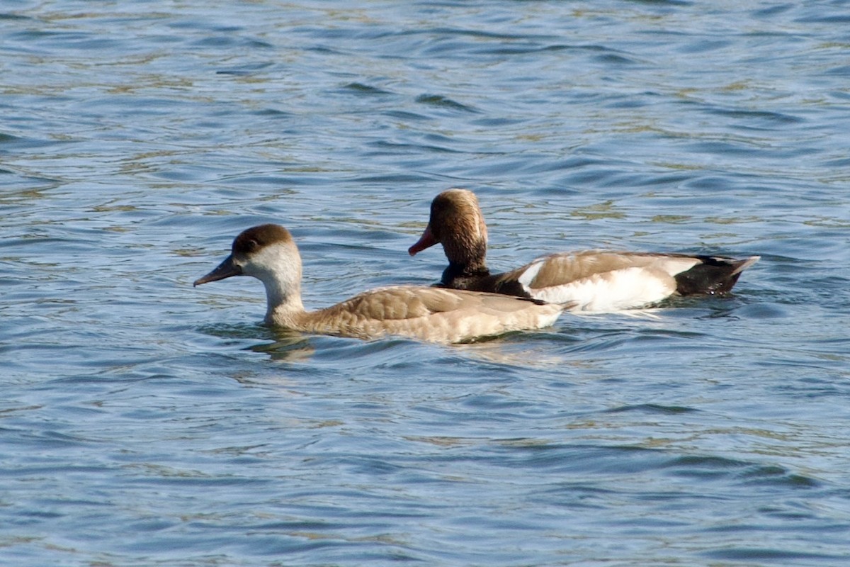 Red-crested Pochard - ML594130581