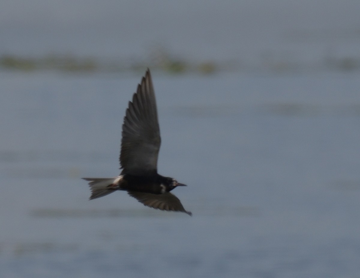 Black Tern - ML594130761