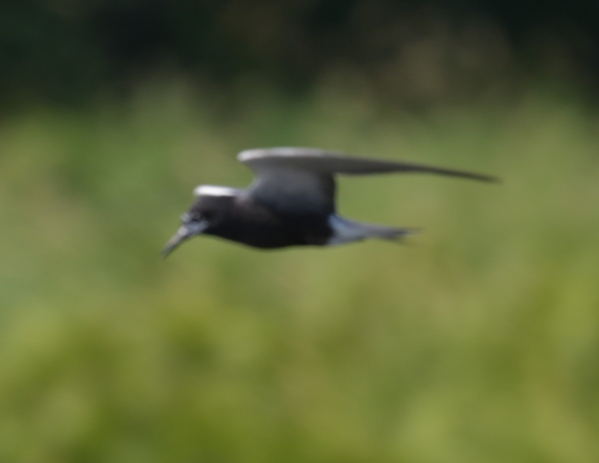 Black Tern - ML594130781