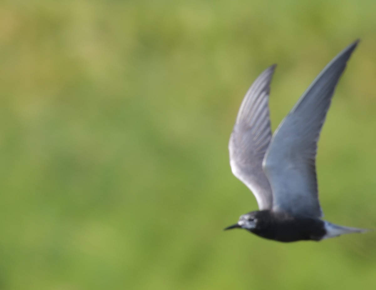 Black Tern - ML594130791