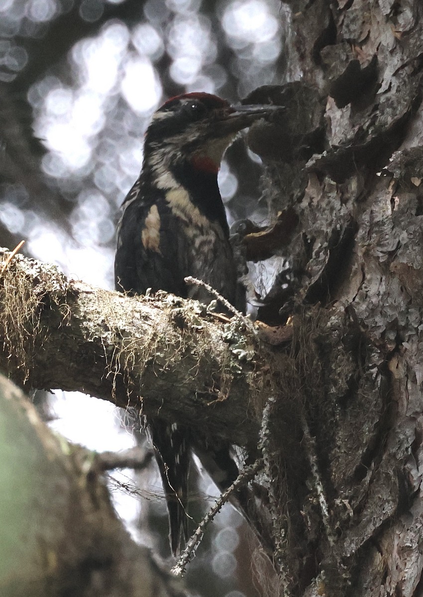 Red-naped Sapsucker - ML594131471