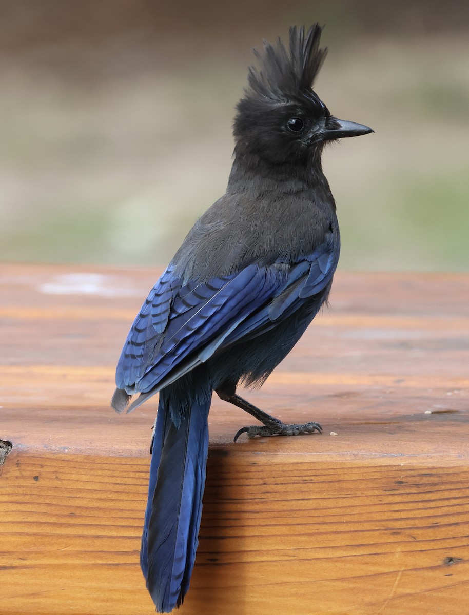 Steller's Jay - ML594131501