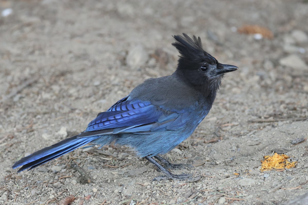 Steller's Jay - ML594131521