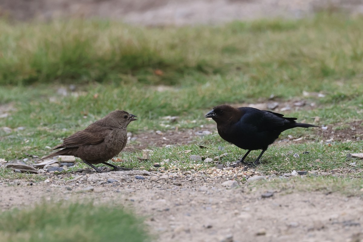 Brown-headed Cowbird - Mari Petznek