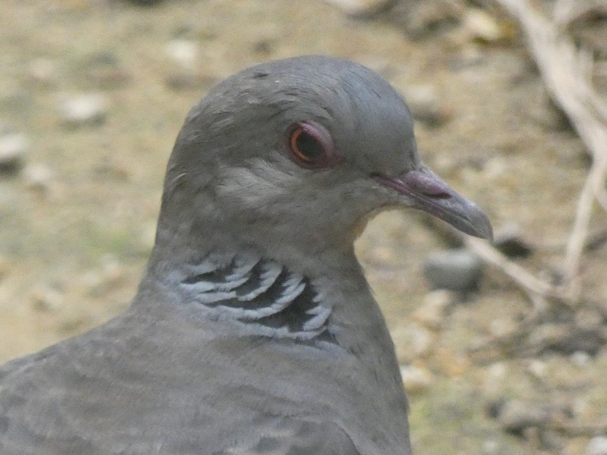 Oriental Turtle-Dove - ML594131711