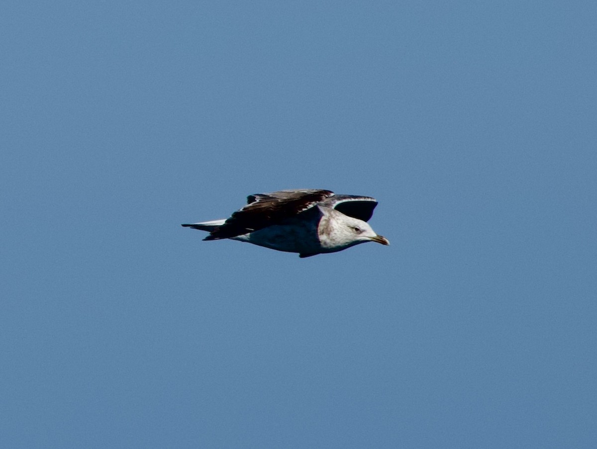 Lesser Black-backed Gull - ML594131961