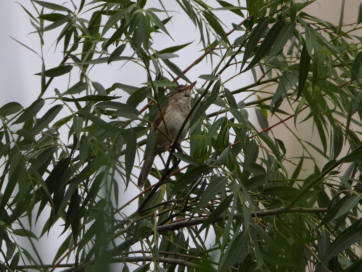 Oriental Reed Warbler - ML594133611