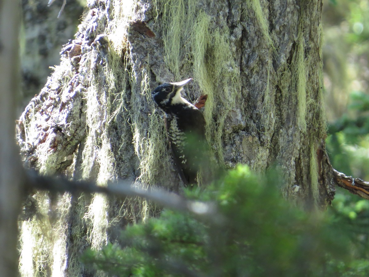 American Three-toed Woodpecker - ML594133811