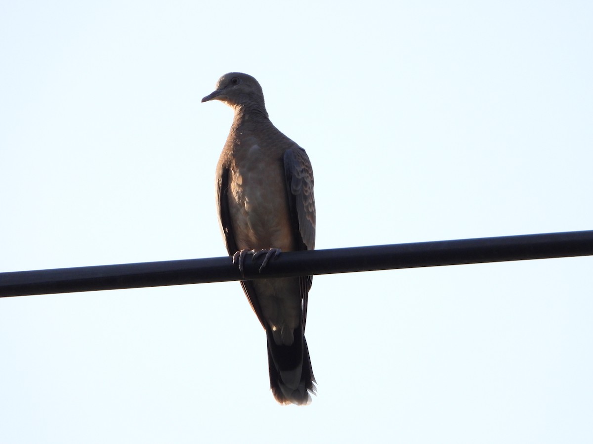 Oriental Turtle-Dove - ML594133831