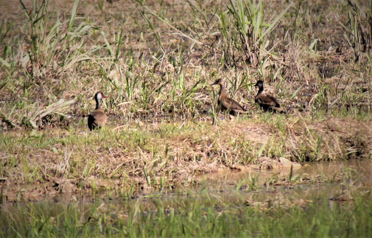 Brazilian Teal - Omar Custodio - CORBIDI