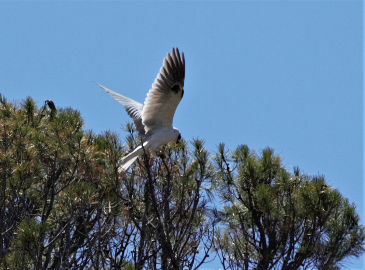White-tailed Kite - ML594136911