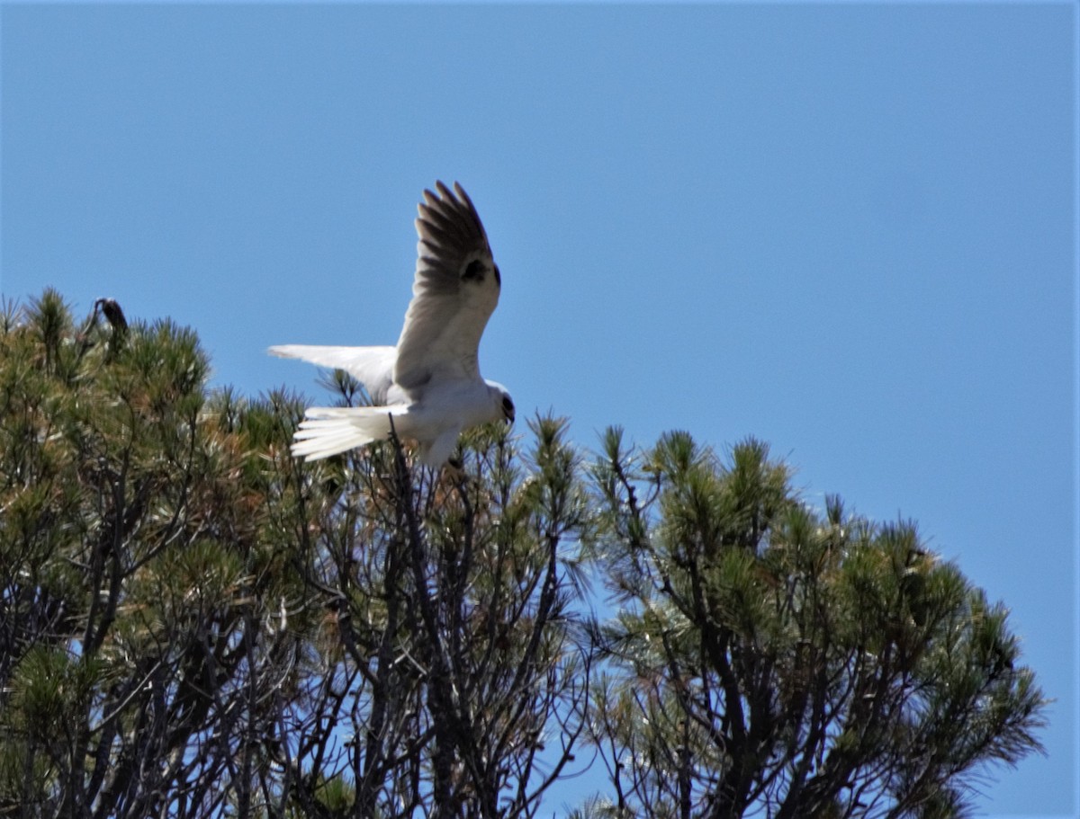 White-tailed Kite - ML594136921