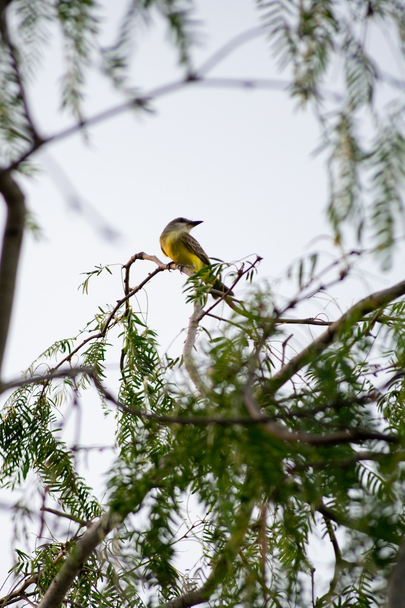Tropical/Couch's Kingbird - ML594136971