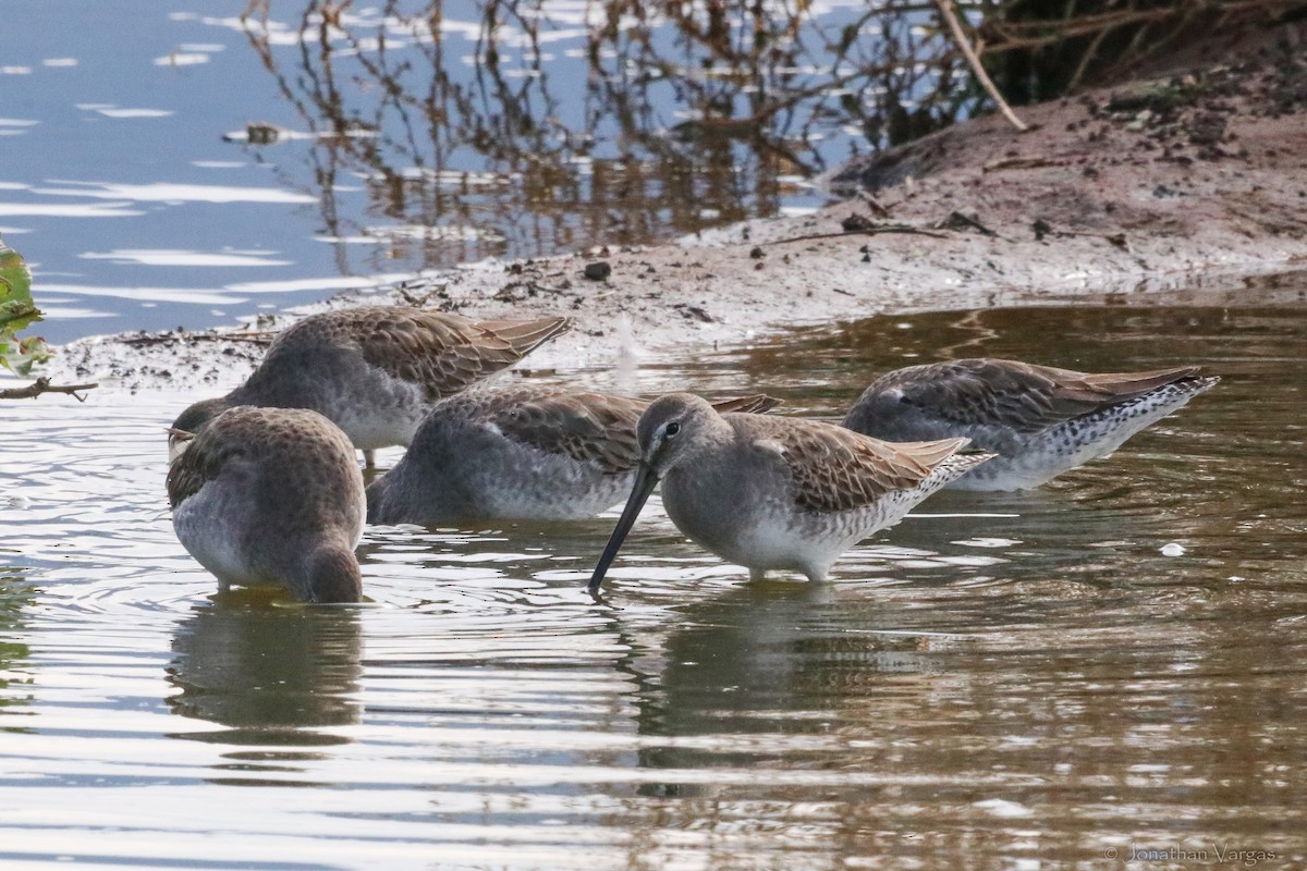 Long-billed Dowitcher - ML594138771