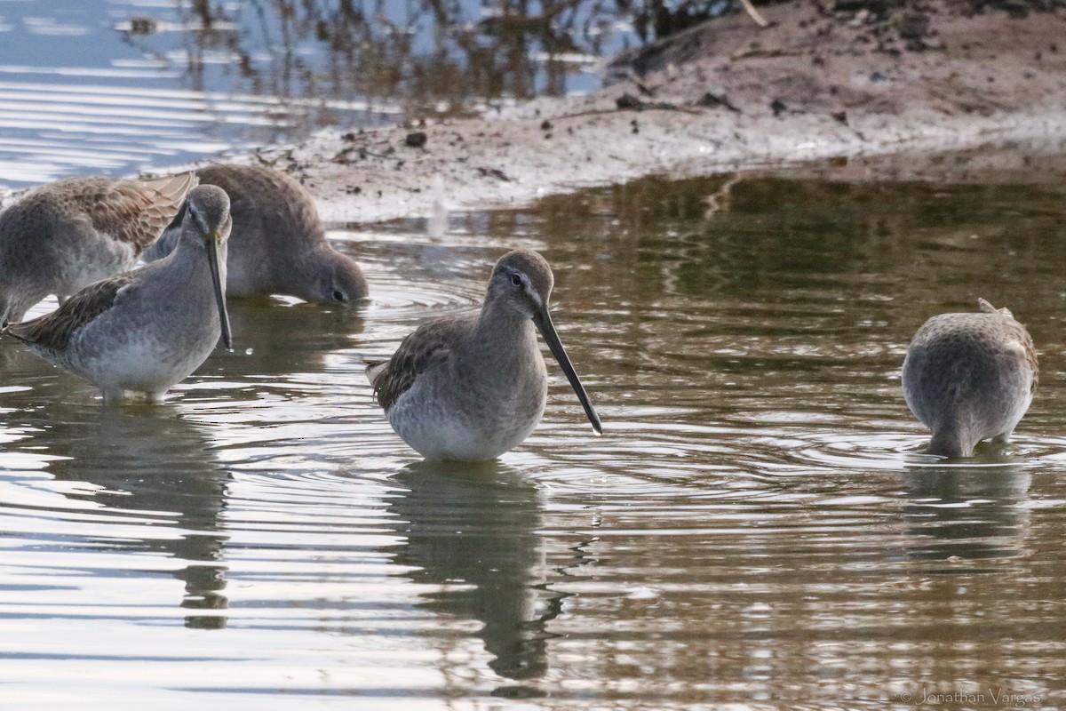 Long-billed Dowitcher - ML594138781