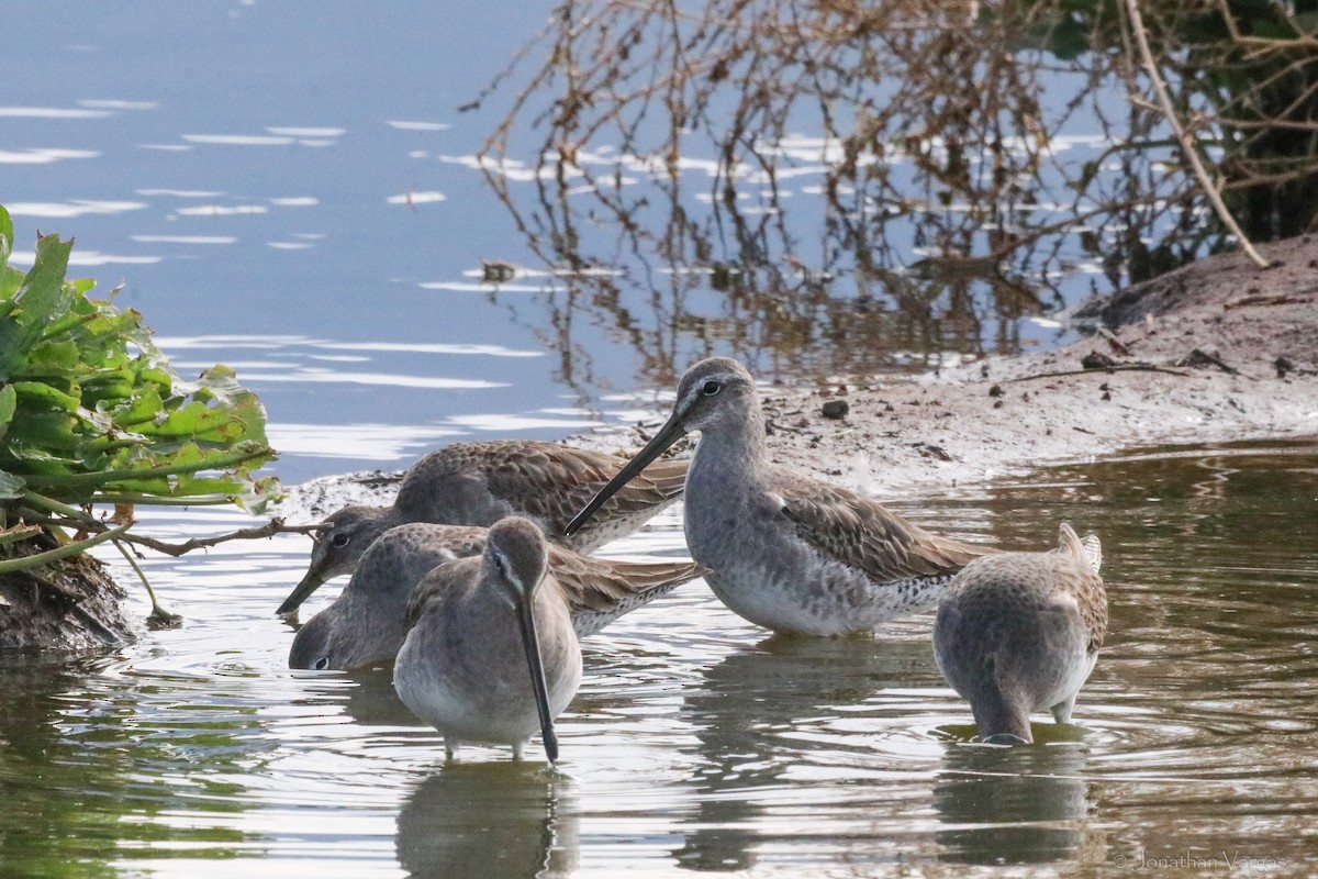 Long-billed Dowitcher - ML594138791