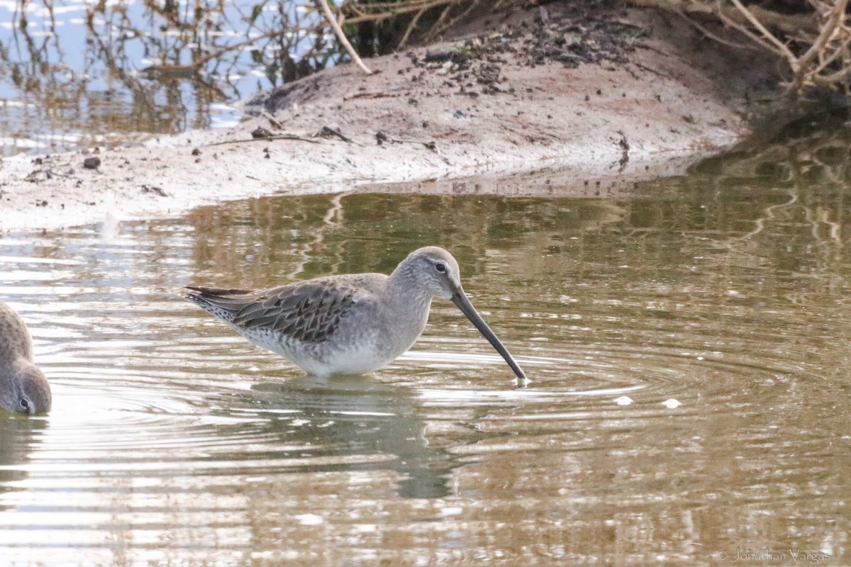 Long-billed Dowitcher - ML594138801