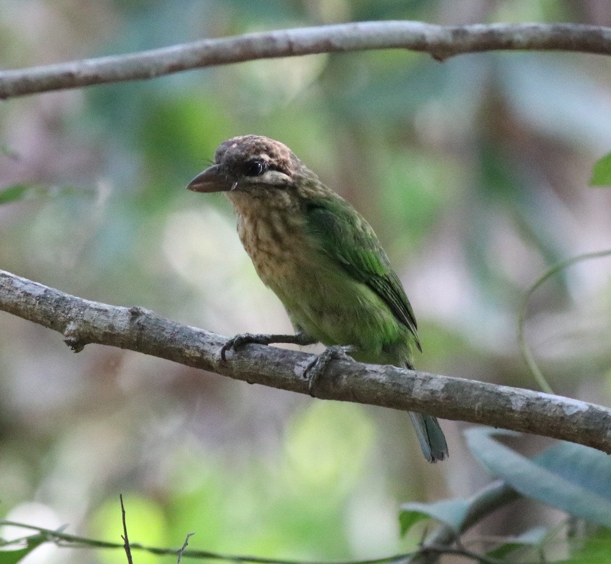 White-cheeked Barbet - ML594139701