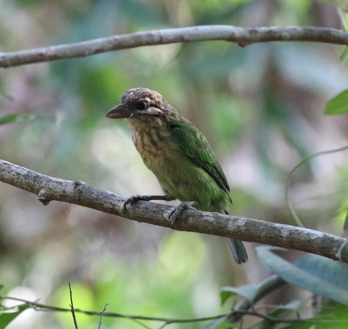 Ak Yanaklı Barbet - ML594139741