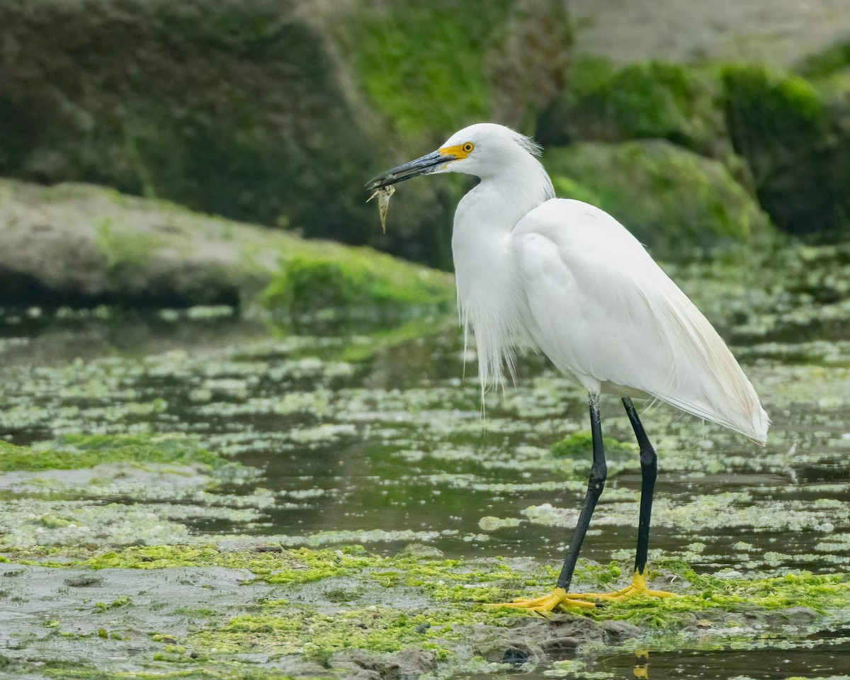 Snowy Egret - ML594140241