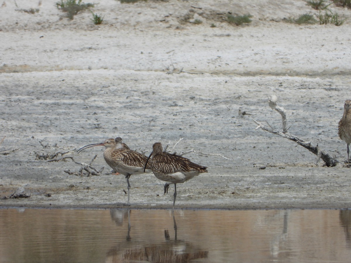 Eurasian Curlew - ML594140831