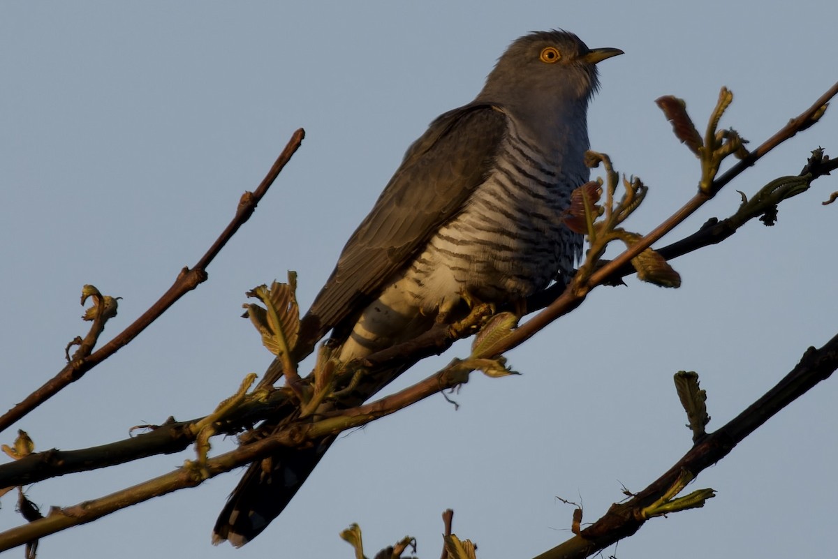 Himalayan Cuckoo - ML594140921