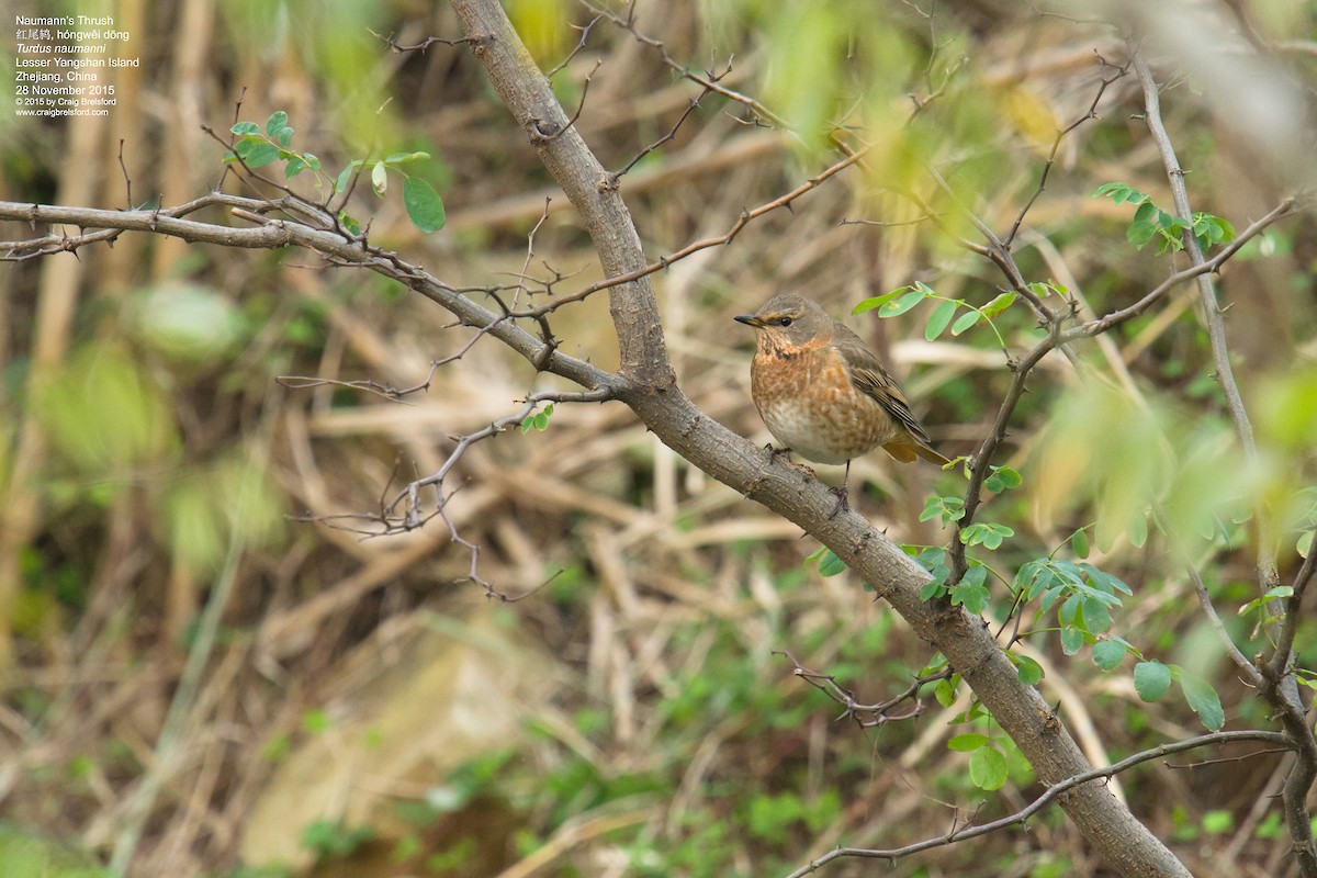 Naumann's Thrush - Craig Brelsford